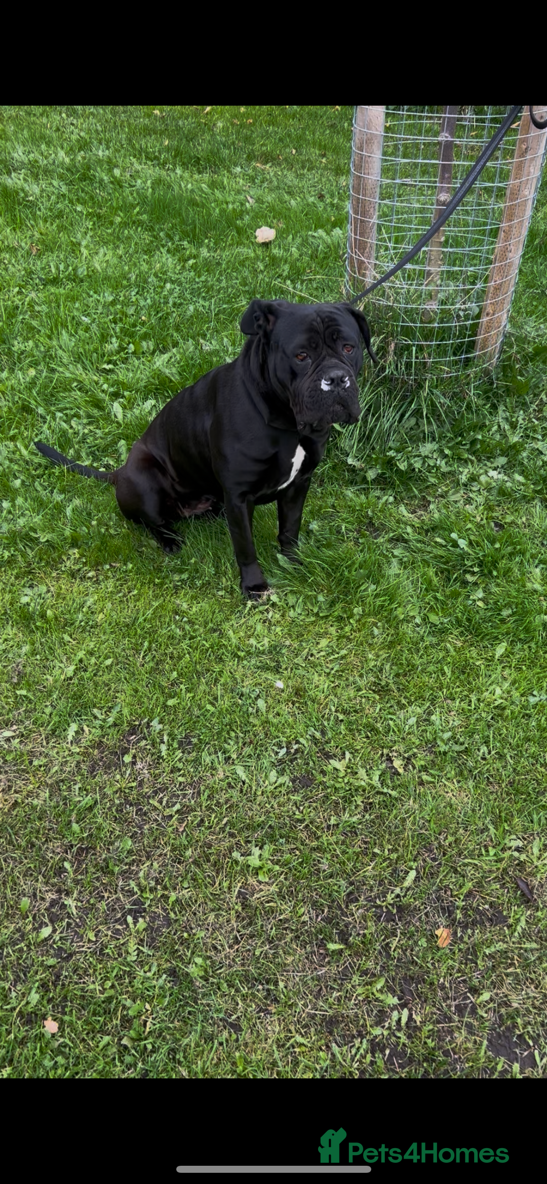 Cane Corso dogs for sale: Russian imported CANE CORSA  - Image 2
