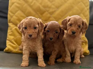 Cavapoo dogs for sale: Cavapoo x cockapoos for sale - Advert 1