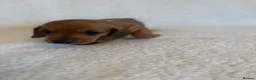 Miniature Dachshund dogs for sale: Litter of shaded red miniature Daschunds  - Advert 4