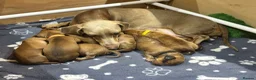 Miniature Dachshund dogs for sale: Beautiful KC Registered Puppies – 6 Boys & 1 Girl - Advert 1