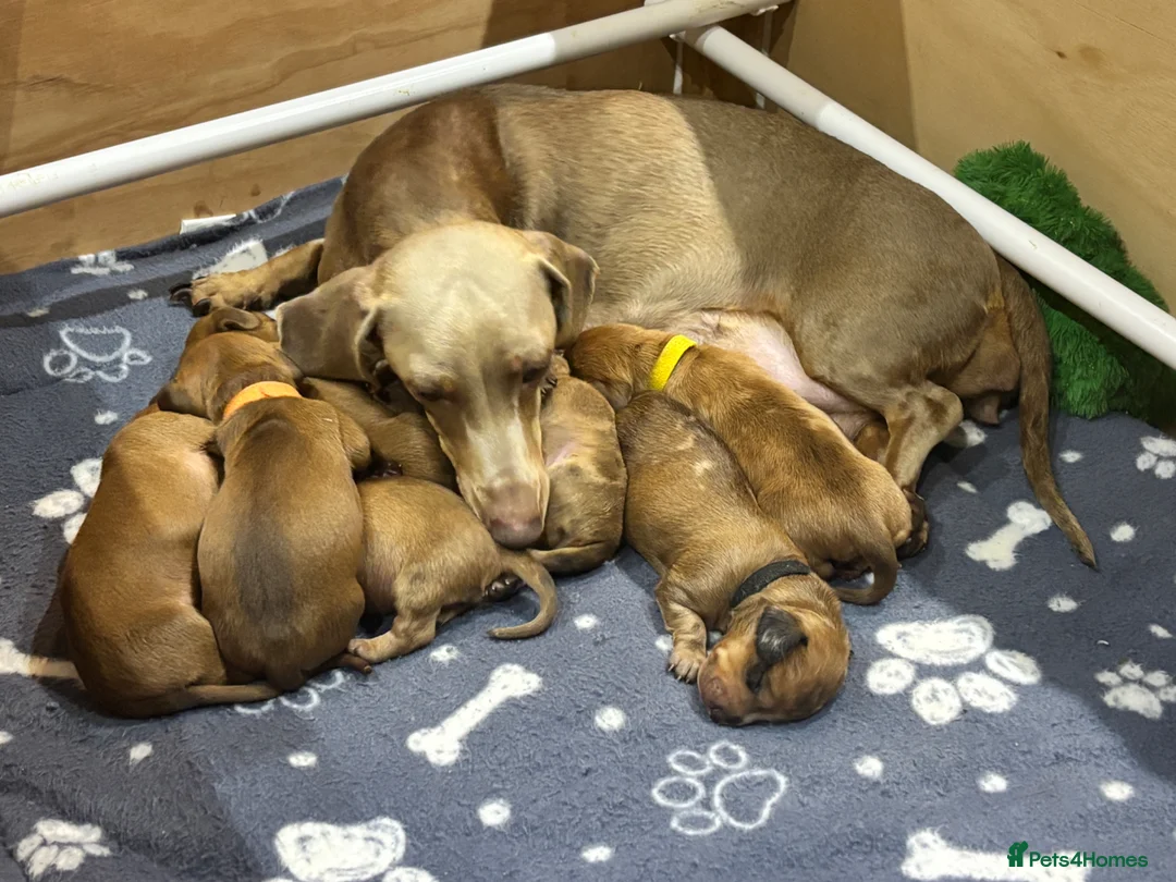 Miniature Dachshund dogs for sale: Beautiful KC Registered Puppies – 6 Boys & 1 Girl - Advert 1