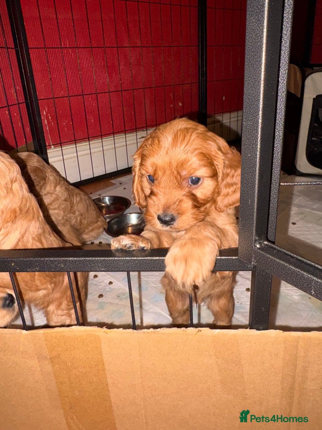 Cockapoo dogs for sale: Cockapoo F1B puppies - Advert 4