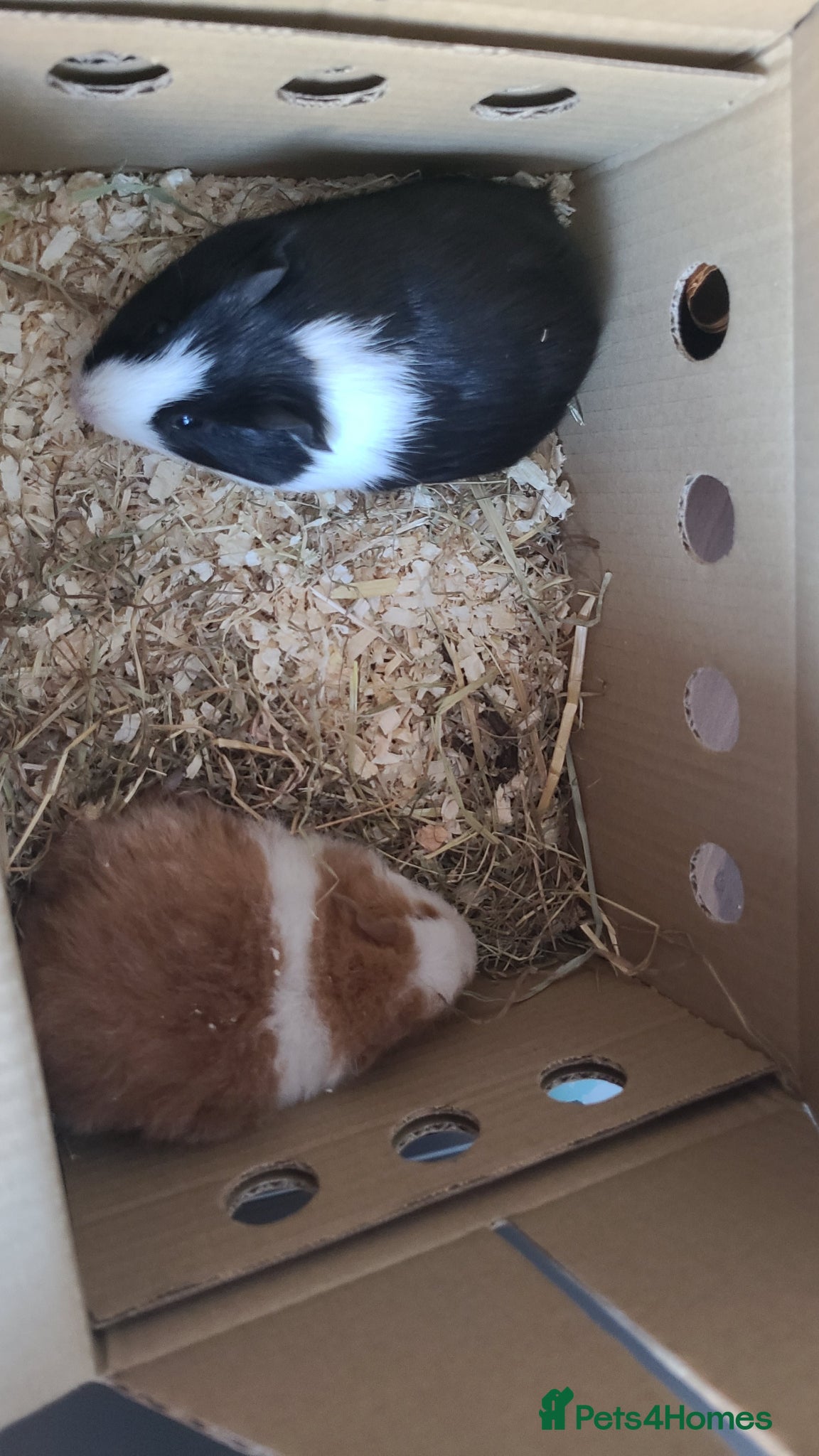 Guinea Pig rodents baby Guniea pigs for sale - Advert 5