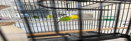 Budgerigars birds for sale: Budgies with Huge Cage and all other accessories in Coventry - Advert 6