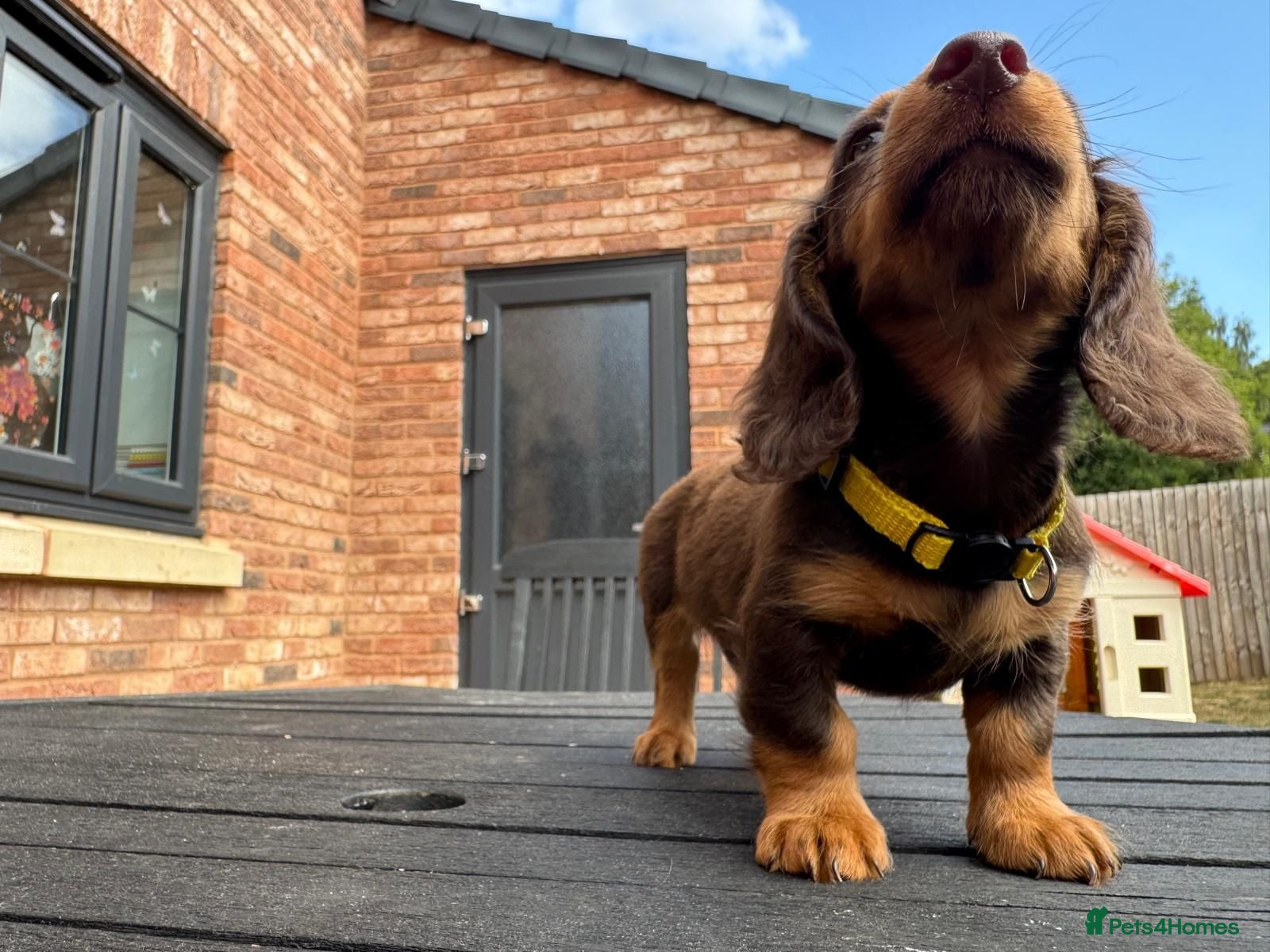 Miniature Dachshund dogs Long Haired Miniature Dachshund  - Advert 2