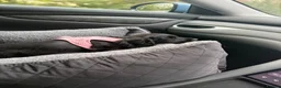 Sprocker dogs for sale: 2 beautiful girl sprockers for sale  - Advert 7