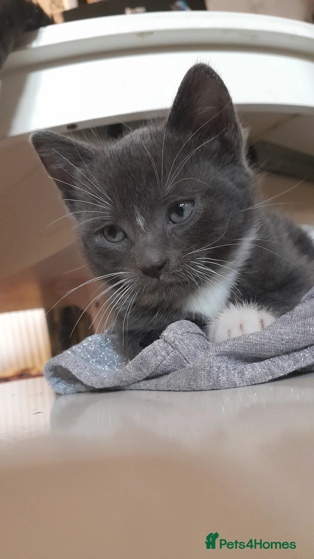 Mixed Breed cats for sale: 3 Beautiful kittens for sale  - Advert 11