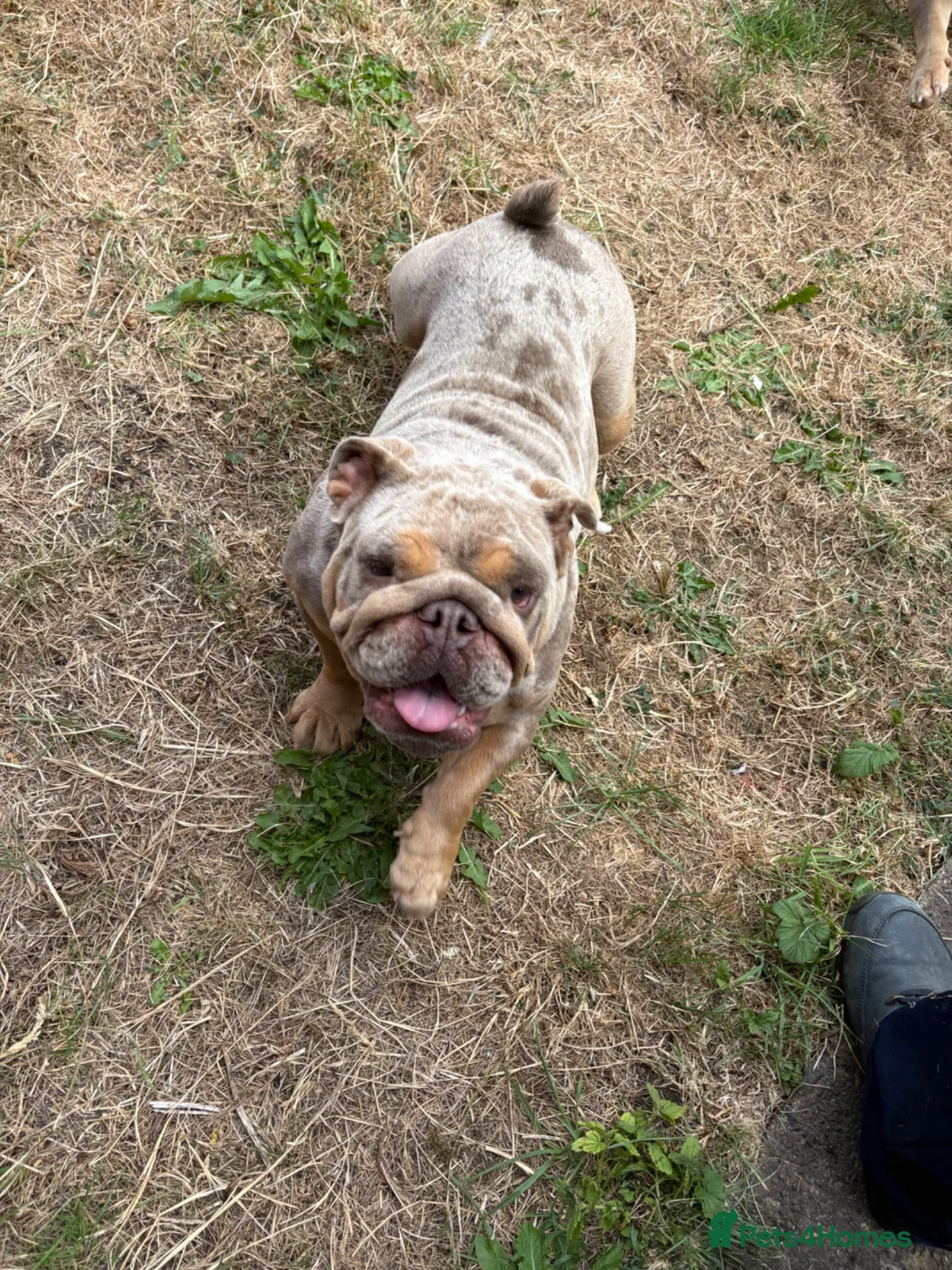 English Bulldog dogs for sale: Merle English Bulldog for sale.  - Advert 1