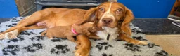 Cocker Spaniel dogs for sale: Cocker spaniel puppies kc registered  in Pulborough - Advert 17