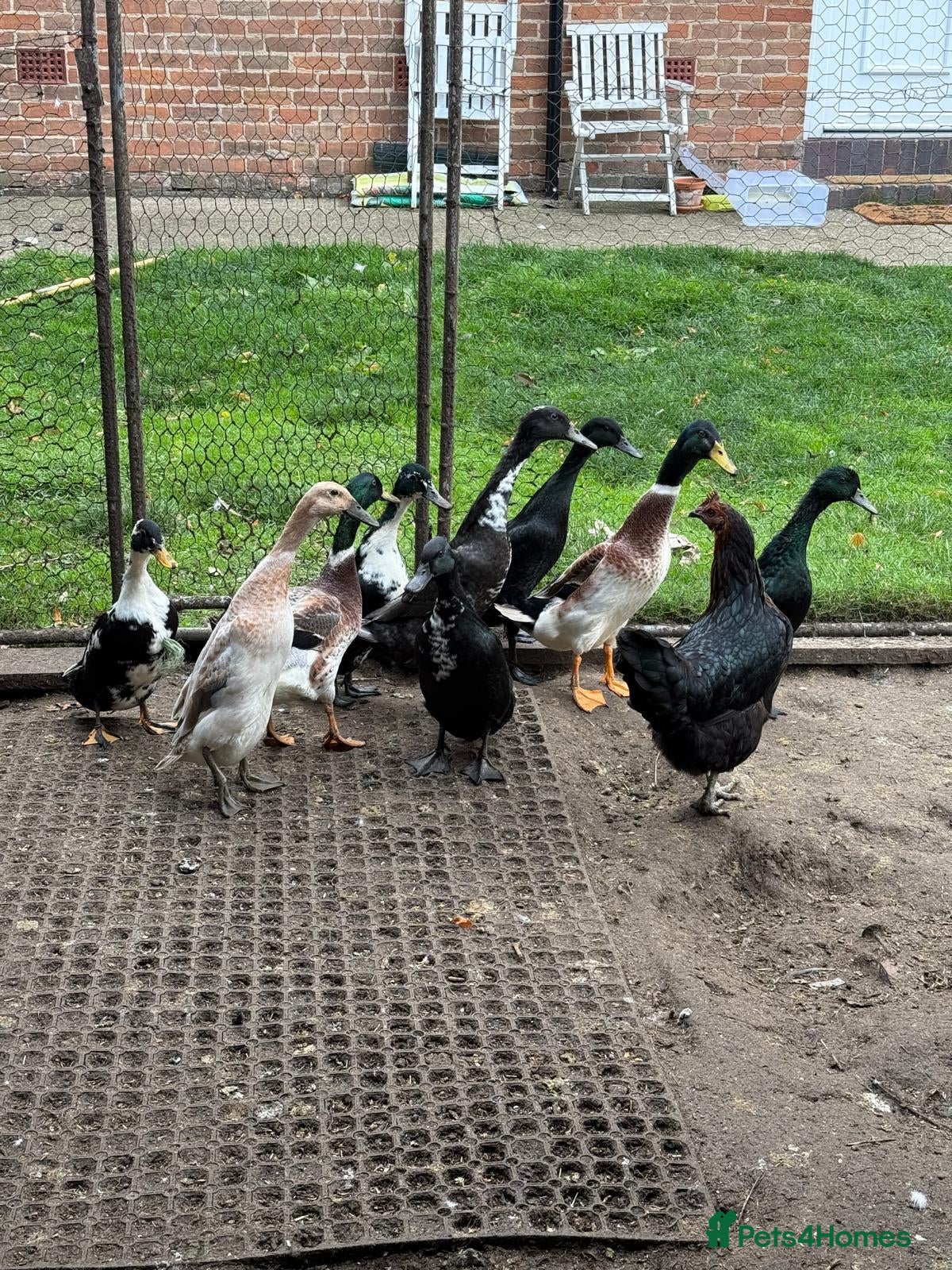Mixed Breed birds Runner Ducks  - Advert 3