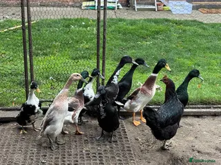 Mixed Breed birds Runner Ducks - Advert 3