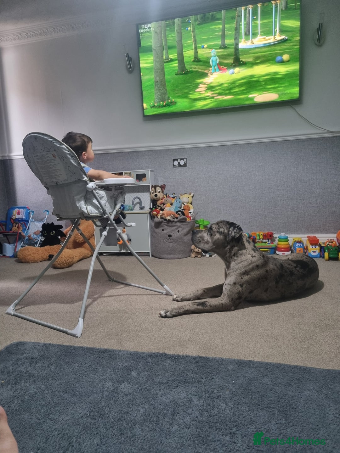 Mixed Breed dogs for sale: 14 month merle mastiff  - Advert 15