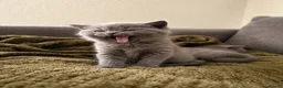 British Shorthair cats for sale: British Shorthair Kittens for Sale – 5 Available! - Advert 18