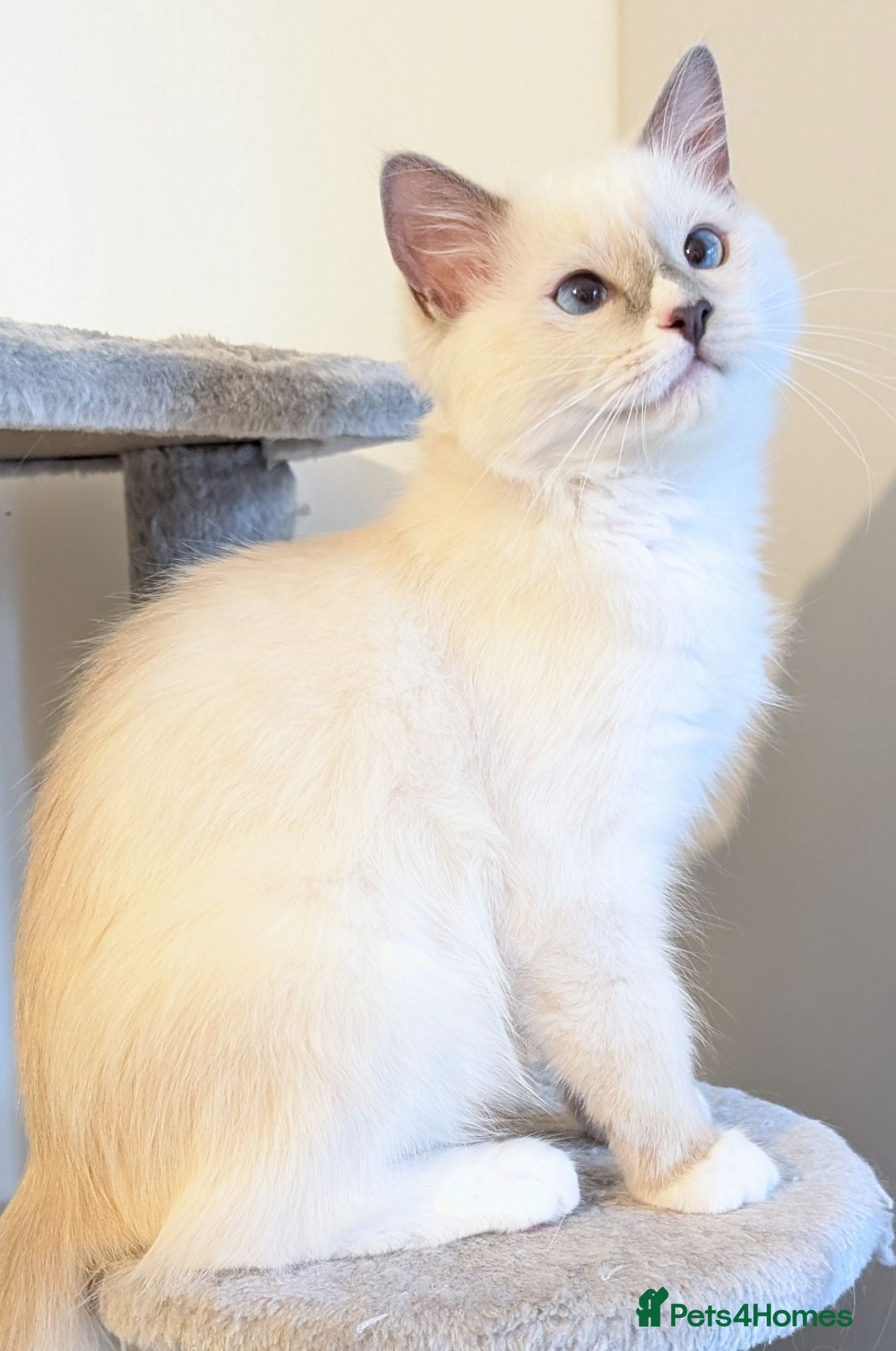 Ragdoll cats TICA,Champion,pedigree female Ragdoll kitten  - Advert 6