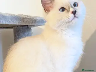 Ragdoll cats TICA,Champion,pedigree female Ragdoll kitten - Advert 6