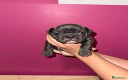 French Bulldog dogs for sale: French Bulldog Puppies – Ready 1st December! 💙 🐾 - Image 8