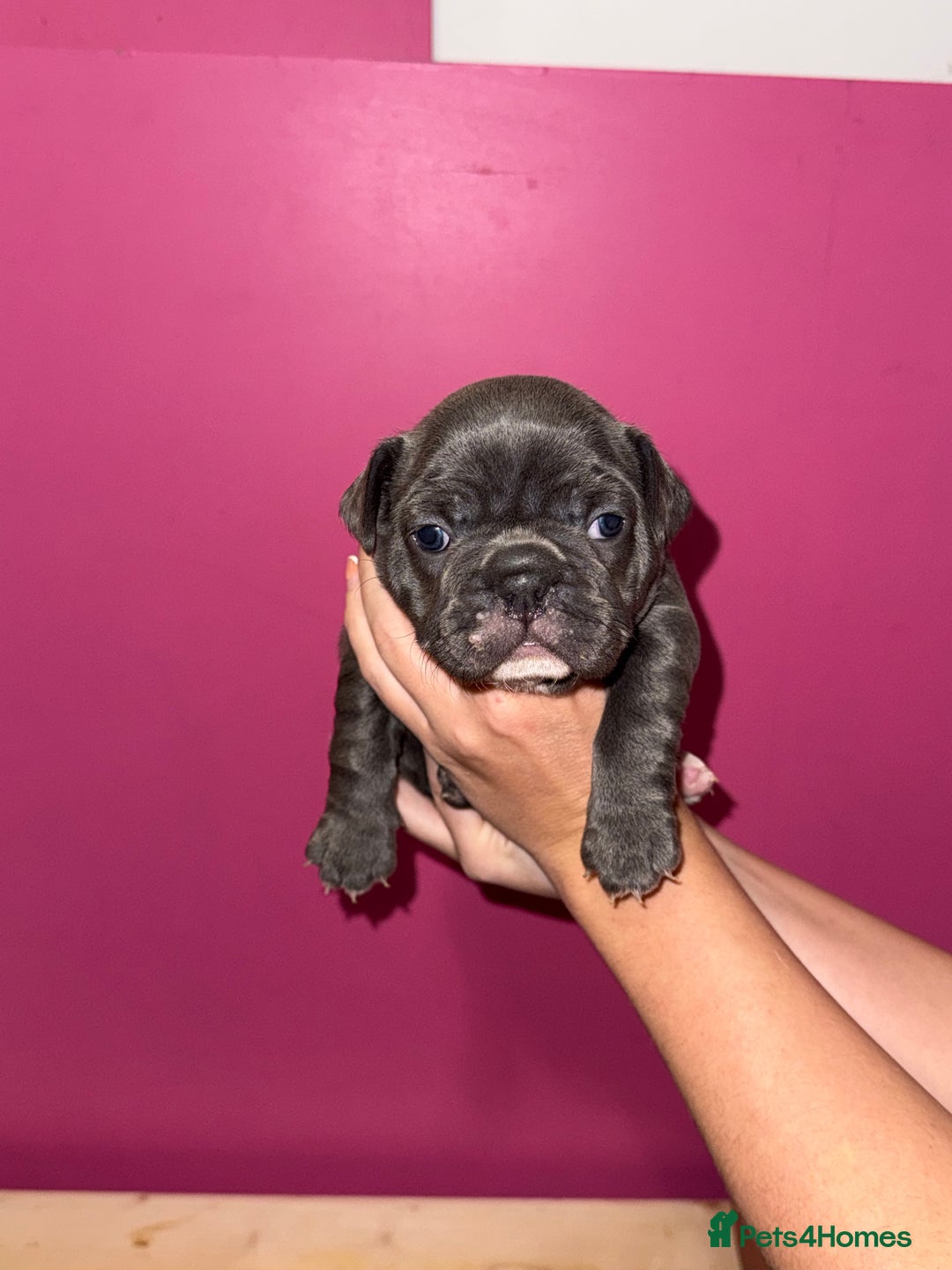 French Bulldog dogs for sale: French Bulldog Puppies – Ready 1st December! 💙 🐾 - Image 8