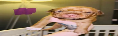Dogue De Bordeaux 5