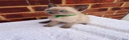 Ragdoll cats for sale: 3 beautiful male kittens in Ipswich - Advert 6
