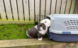 Mini Lop rabbits for sale: Minilops male and female  - Advert 20