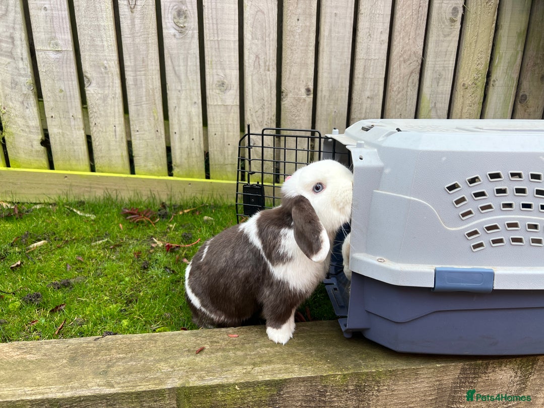 Mini Lop rabbits for sale: Minilops male and female  - Advert 20
