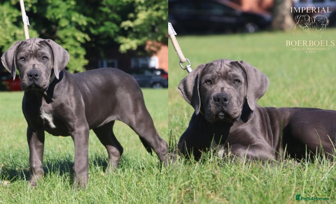 Neapolitan Mastiff Mastador Puppies For Sale 2018 Neapolitan Mastiff  Puppies English Mastiff Craigslist Tank In