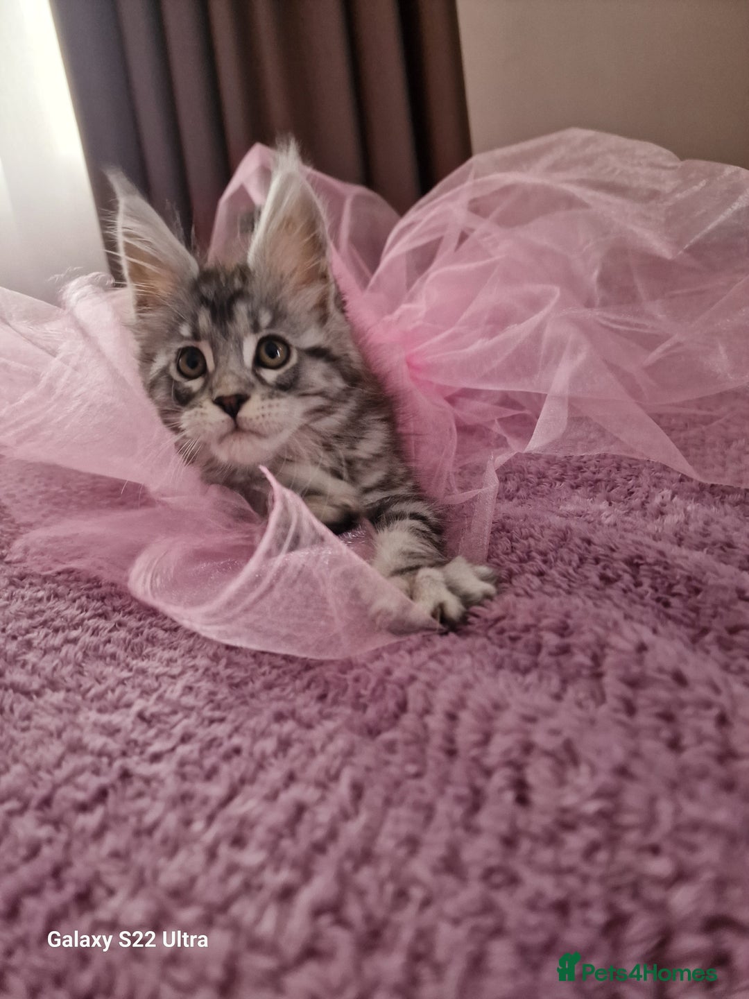 Maine Coon cats for sale: Pure Maine coon - Advert 26