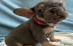 French Bulldog dogs for stud: 5 PANEL HEALTH CLEAR CHARLIE VERY WELL PROVEN! - Image 24