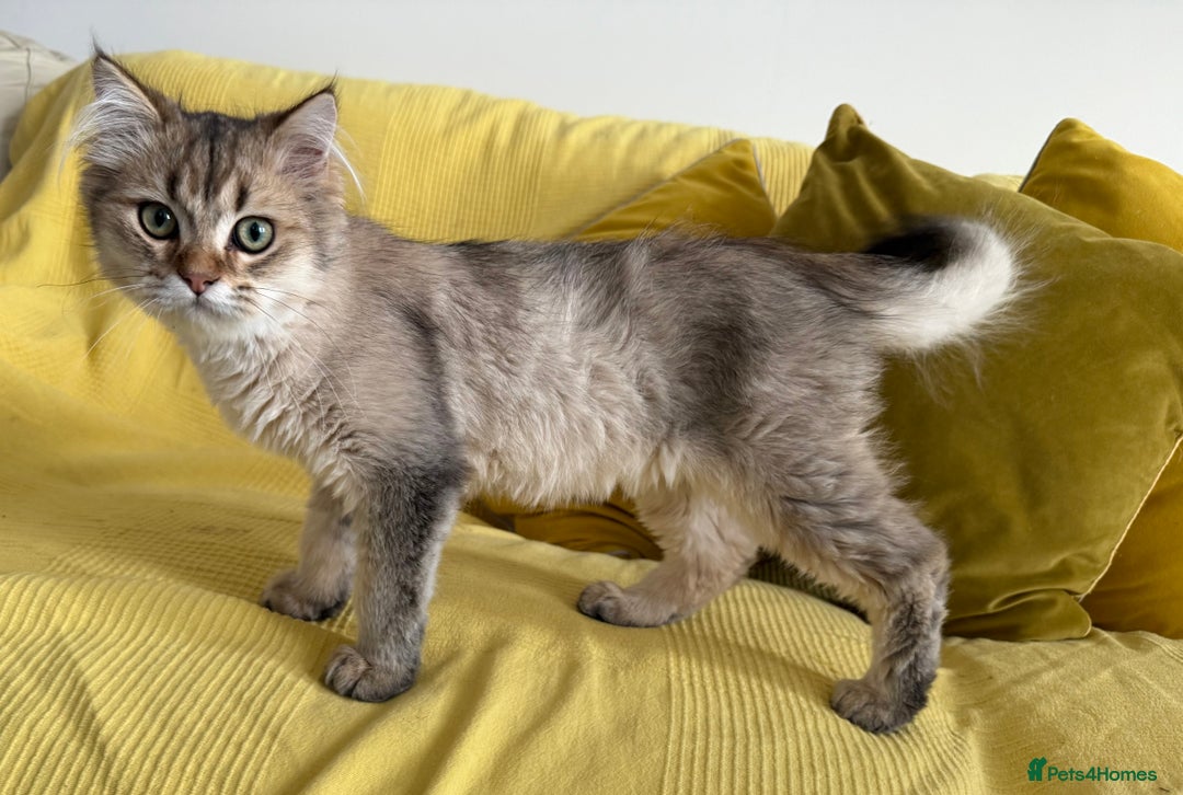 British Longhair cats for sale: British Longhair Kitten for sale  - Image 11