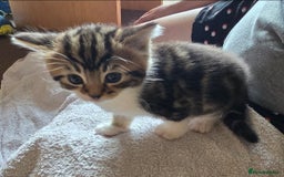 British Shorthair cats for sale: 3 Adorable Kittens for Sale, 2 Boys and 1 Girl - Image 1