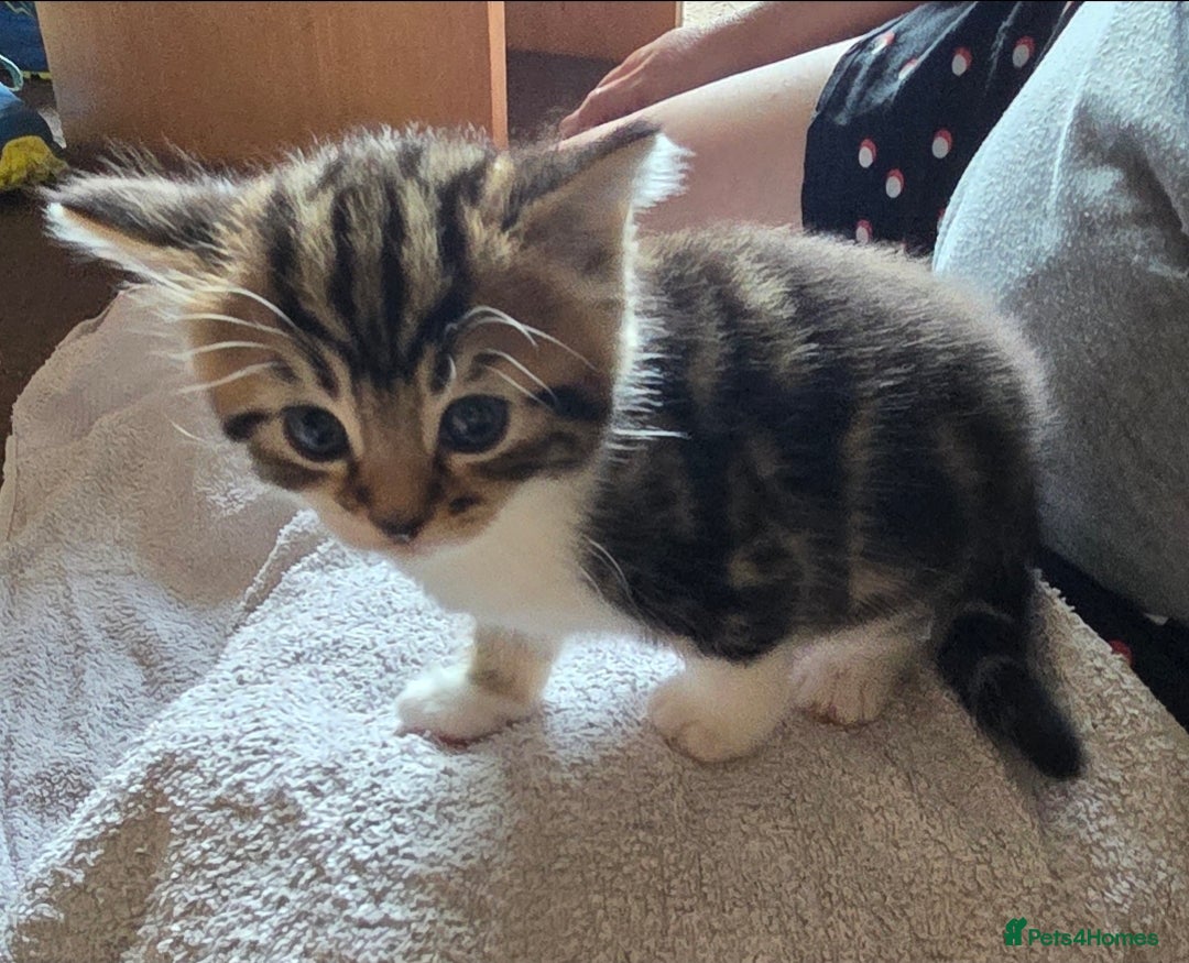 British Shorthair cats for sale: 3 Adorable Kittens for Sale, 2 Boys and 1 Girl - Image 1