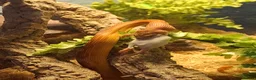 Corn Snake reptiles for sale: 2 corn snakes in Rochdale - Advert 4