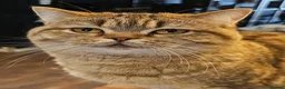 Mixed Breed cats for sale: Scottish Straight Cross Kittens  - Advert 7