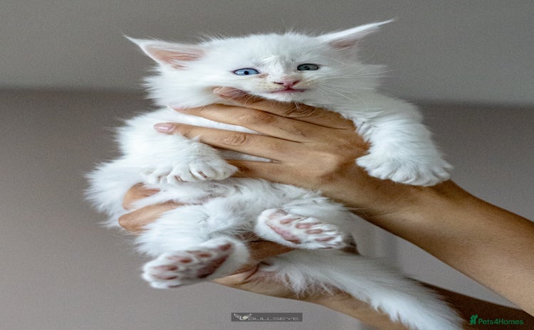 Maine Coon cats - Advert 8