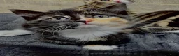 Siberian cats for sale: Gorgeous Part Siberian kittens  - Advert 9
