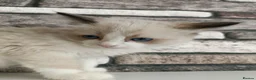 Ragdoll cats for sale: 4 pure ragdoll kitten ready to leave🐾 - Advert 31