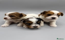 Yorkshire Terrier dogs for sale:  New Litter of Exotic Colourful Yorkshire Terriers - Image 3