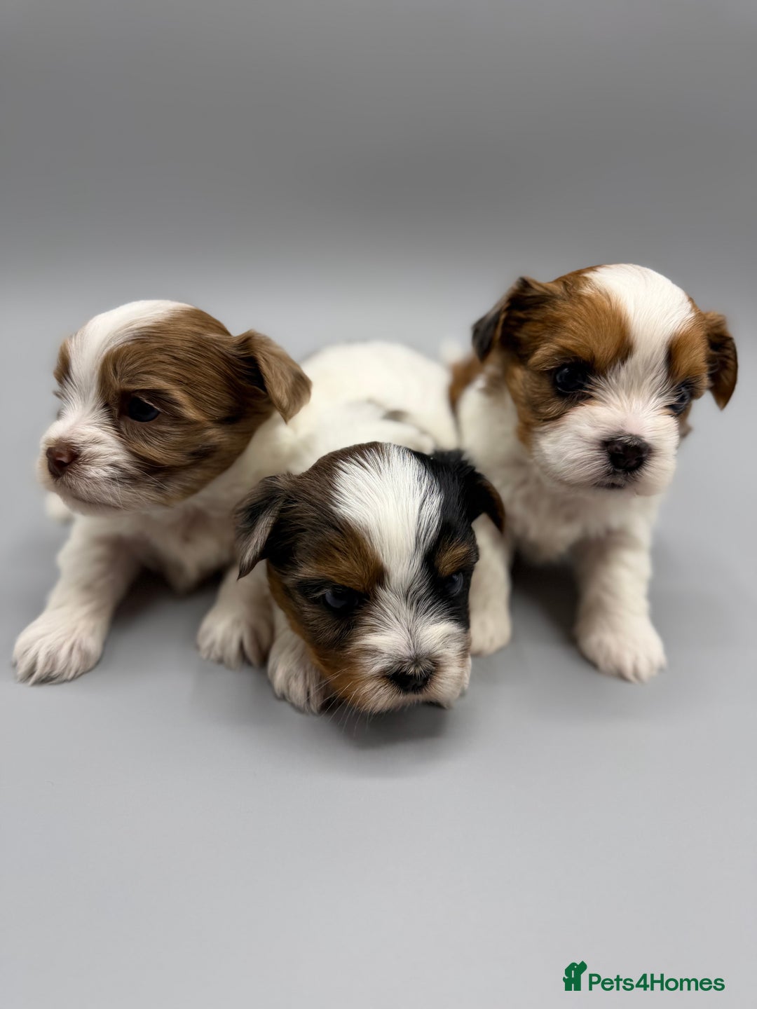 Yorkshire Terrier dogs for sale:  New Litter of Exotic Colourful Yorkshire Terriers - Image 3