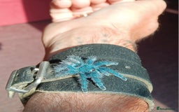Spiders invertebrates for sale: Caribena Versicolor 4+cm spiderlings - Image 2