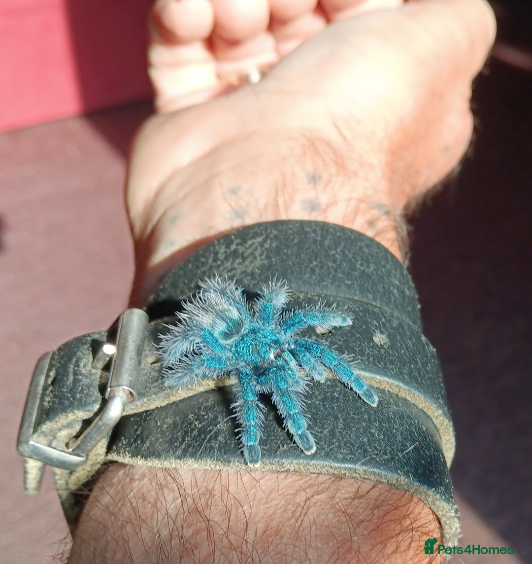 Spiders invertebrates for sale: Caribena Versicolor 4+cm spiderlings - Image 2