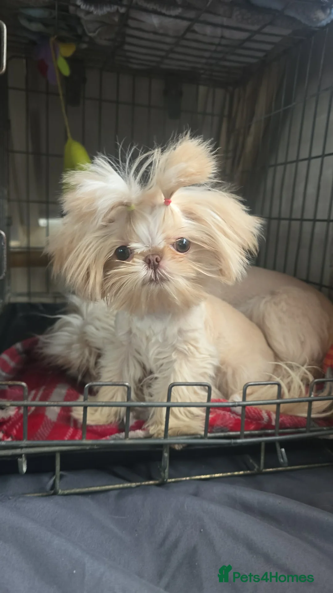 Shih Tzu dogs for sale: Gorgeous Peach is looking for her new home  - Advert 2