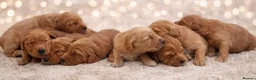 Golden Retriever dogs for sale: Exceptional KC Working golden retriever puppies  - Advert 4