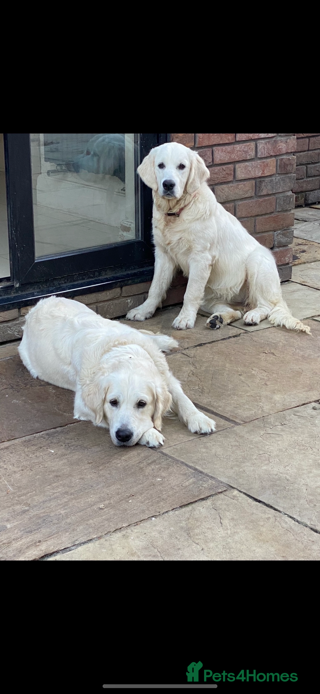 Golden Retriever dogs for sale: Cream Golden Retriever Puppy Health Tested Parents in Blackpool - Image 9