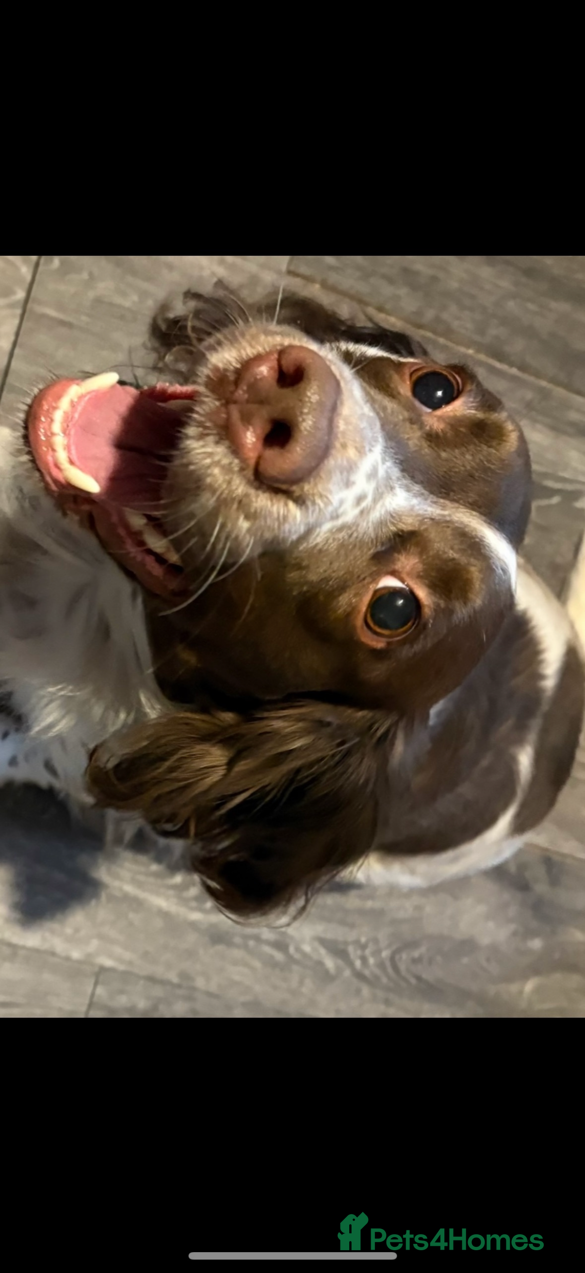 English Springer Spaniel dogs Girl dog  - Advert 2