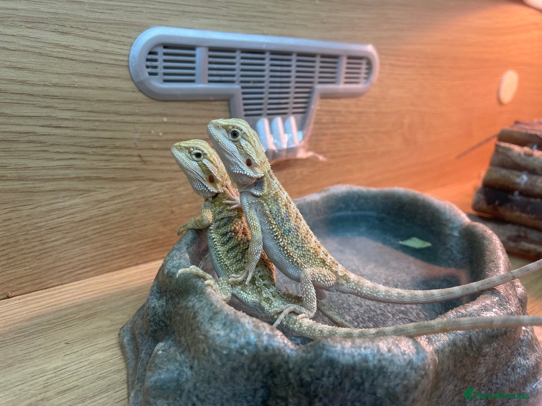 Bearded Dragon reptiles for sale: Hypo Baby Bearded Dragons - Image 8