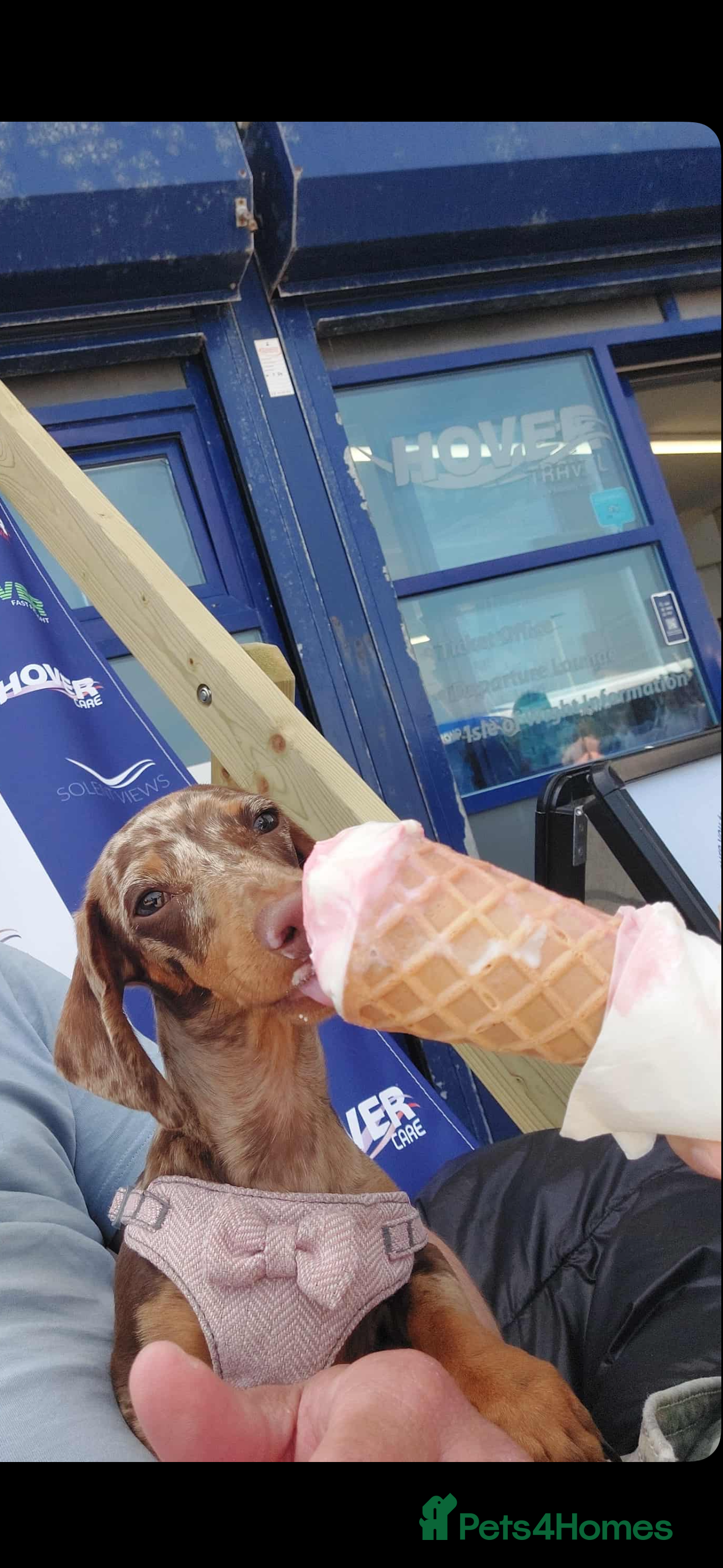 Miniature Dachshund dogs 3 boys and 1 girl  - Advert 10