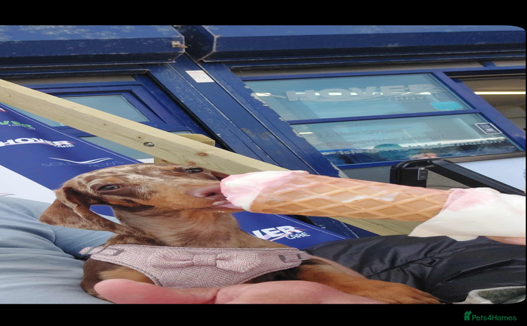 Miniature Dachshund dogs - Advert 1