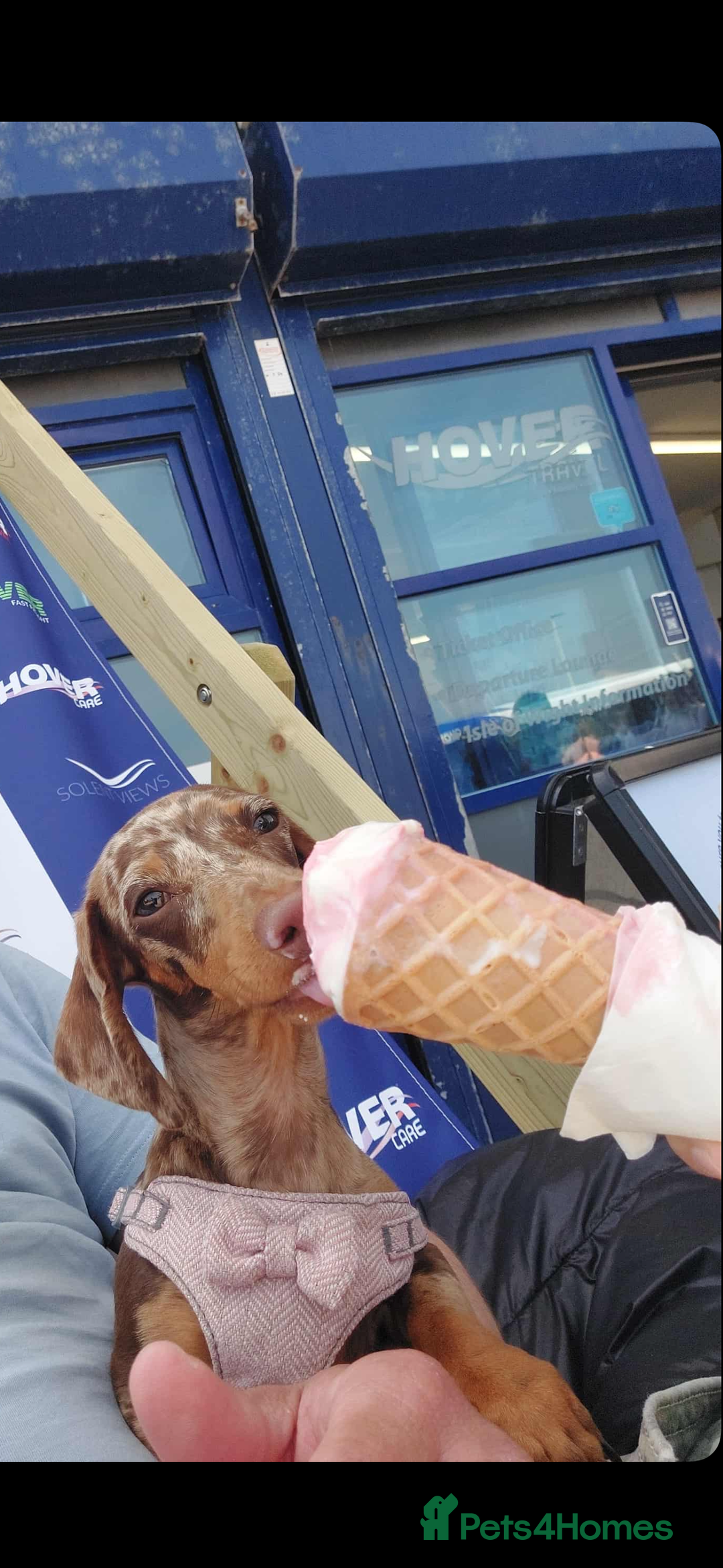 Miniature Dachshund dogs for sale: 3 boys and 1 girl  - Image 1