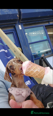 Miniature Dachshund dogs - Advert 6