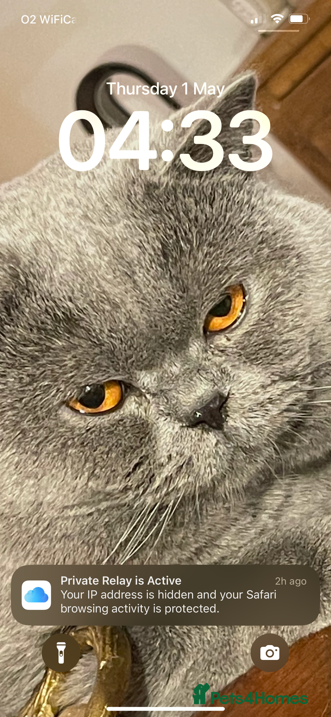 British Shorthair cats for sale: Stunning GCCF British Shorthair Pedigree Kittens - Image 5